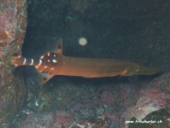 Aulostomus strigosus (Ostatlantischer Trompetenfisch)